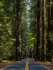 A two lane road through a dense Redwood forest, along the Avenue of the Giants in California.
