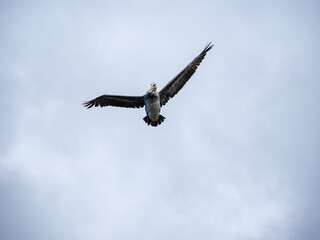 A large brown pelican flying against a blue sky with clouds.