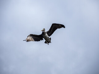 A large brown pelican flying against a blue sky with clouds.