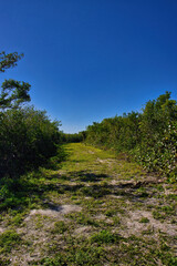 Fototapeta na wymiar Hiking trail in Mangrove forest in Sebastian Inlet Stae Park Florida