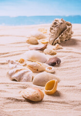 Sea exotic seashells molluscs seashells white beach sand. Summer vacation travel concept. Postcard template copy space