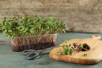 Fresh radish microgreens and scissors on light blue wooden table