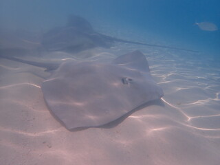 モルディブ　フリドゥー島のスティングレイ © 旅祐