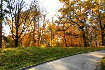 Fototapeta na wymiar View of autumn trees in park