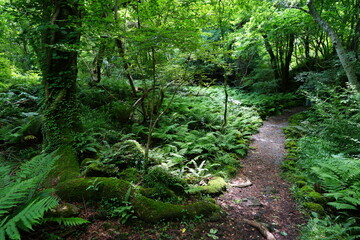 Fototapeta premium fine spring forest with path