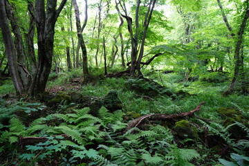 wild spring forest with fern and old trees