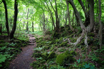 Obraz premium mossy rocks and fern in dense spring forest