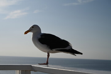 seagull on the beach