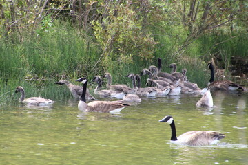 geese swimming, Rundle Park, Edmonton, Alberta