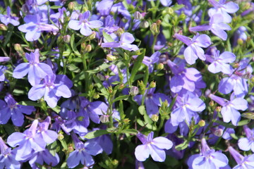 flowers in the garden, Rundle Park, Edmonton, Alberta