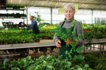 Senior woman in apron working in floral shop. She's arranging plants on stall.