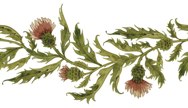 Vintage watercolor border with thistle and leaves. Wild flowers hand drawn illustration. Botanical ornament on white.