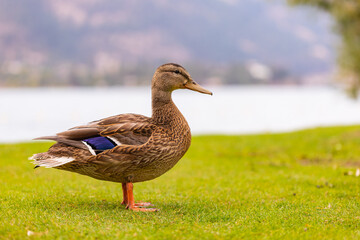 Duck in the park by the lake or river. Nature wildlife mallard duck on a green grass
