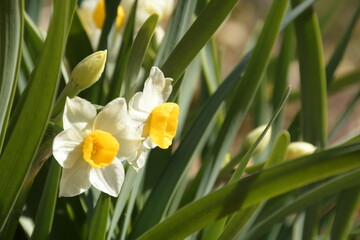 daffodils in spring