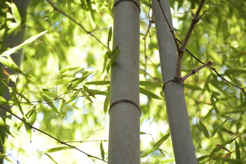 Bamboos and nature 