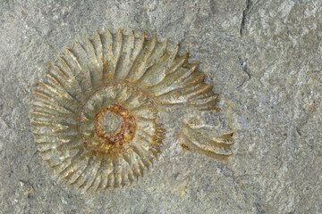 A fossilized ammonite can be seen in a limestone