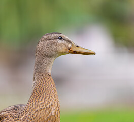 Duck in the park by the lake or river. Nature wildlife mallard duck on a green grass