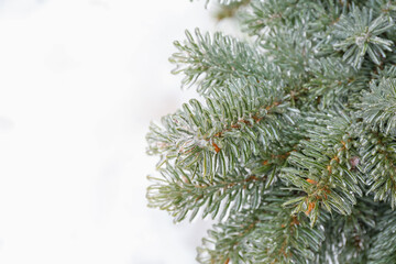Blue spruce branches covered with ice on snowy winter day