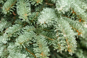 Beautiful blue spruce branches covered with ice, closeup