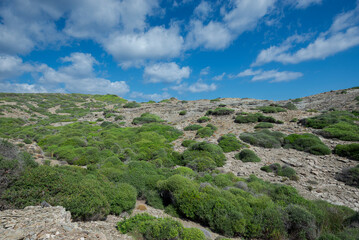 Mediterranean shrublands in Cape of Favaritx, municipality of Mahon, Menorca, Spain