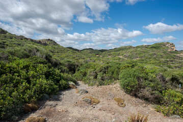 Fototapeta na wymiar Mediterranean shrublands in Cape of Favaritx, municipality of Mahon, Menorca, Spain