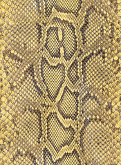 golden snake skin texture background