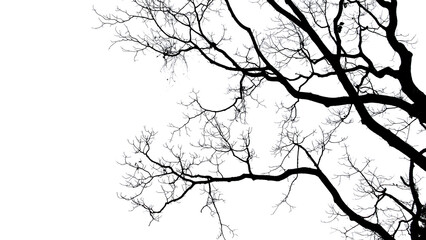 branches silhouette