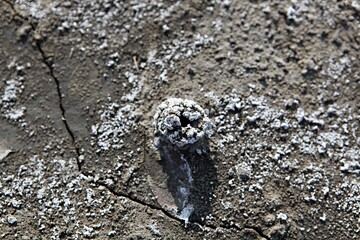 한국갯벌의생태계입니다