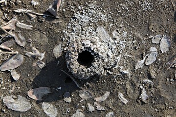 한국갯벌의생태계입니다