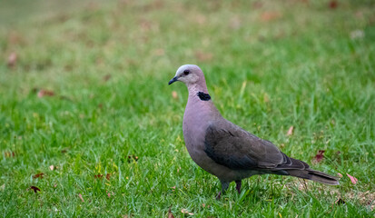 A red-eyed dove isolated on a green grass patch