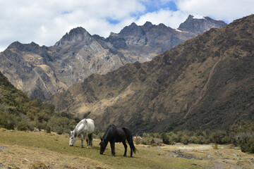 A pair of horses grazes in front of an Andean mountain range