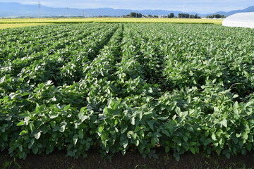 ダイズ畑 山形県庄内