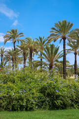 Fototapeta na wymiar Palm trees in city park in Valencia city center, Spain