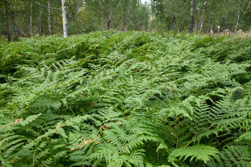 Fototapeta na wymiar fern, forest, background, place for text