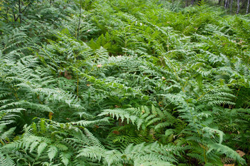 fern, forest, background, place for text