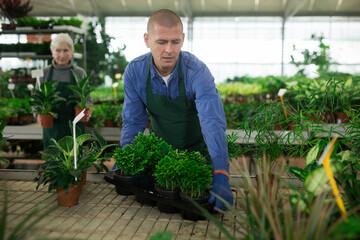 Caucasian man plant shop worker in uniform carrying box with sprouts.