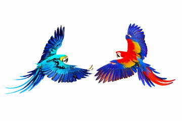 Fototapeta premium Blue and gold macaw and Scarlet macaw flying isolated on white.