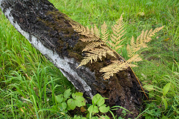 fern, forest, background, place for text