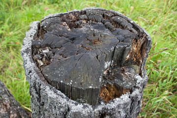 stump, tree trunk, tree bark, texture, background, place for text