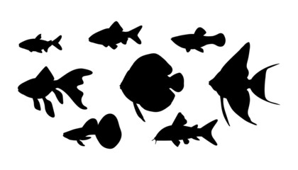 Obraz na płótnie Canvas Vector aquarium fish in black silhouette isolated on white background.