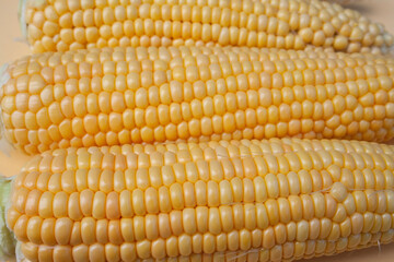 corn, corn cob, background, place for text, vegetables