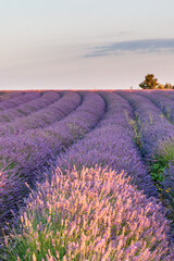 Obraz na płótnie Canvas Overview of a lavender field in southern france.