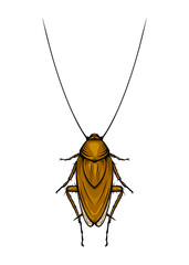 Mustachioed cockroach. Colored vector illustration in cartoon style on a white background.