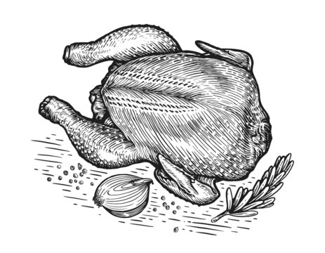 Chicken meat, broiler sketch. Cooking, food concept. Hand drawn vintage vector illustration