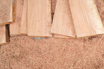 Big tree wood cut in forest