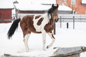 Piebald horse in the Russian village in the winter on the snow