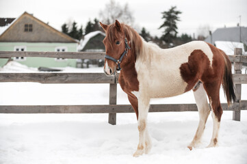 Piebald horse in the Russian village in the winter on the snow