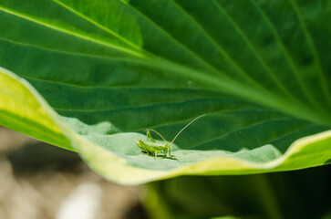 Green grasshopper sitting on a leaf.