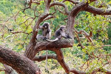 Beautiful Spectacled langur in the park. Prachuap Khiri Khan province, Thailand