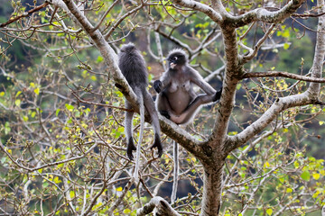 Beautiful Spectacled langur in the park. Prachuap Khiri Khan province, Thailand